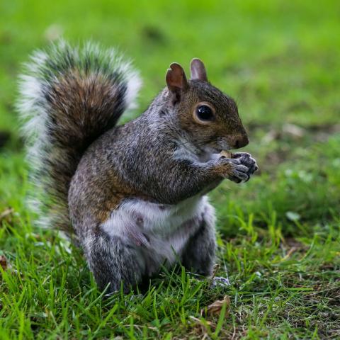 a grey squirrel sitting upright on a patch of grass, in one of London's urban parks or green spaces