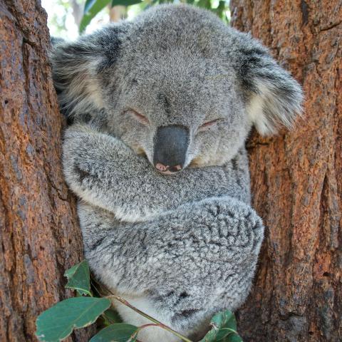 koala sleeping while nestled between the branches of a eucalyptus tree.