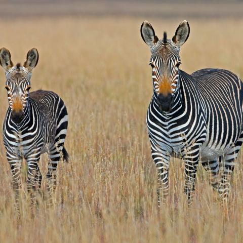 two plains zebras standing in a vast, golden grassland