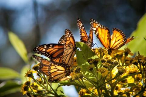 A group of butterflies sitting on top of a yellow flower