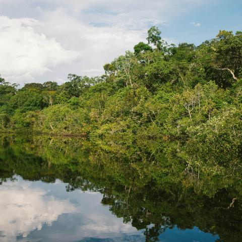 dense, lush green forest, surface of the Rio Negro reflects the forest and the sky, partly cloudy