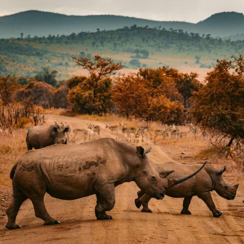 three rhinoceronts and a group of impalas in the savannah