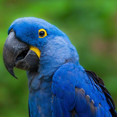 The blue Hyacinth Macaw, with black beak and yellow around the black eyes
