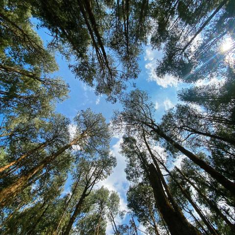 view of the Pine Forest in Ooty, located in the Nilgiris district of Tamil Nadu, India. Towering pine trees stretch skyward, their slender trunks and delicate needle-like leaves forming The trees converge toward the center, creating a circular opening to a bright blue sky, with soft white clouds