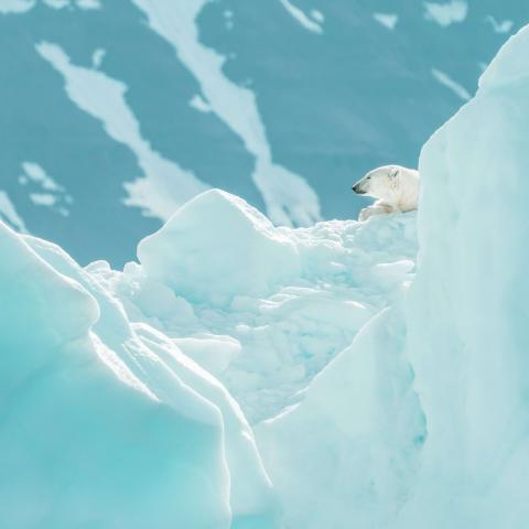 polar bear blends into the frozen landscape, snow-streaked mountains under a pale sky