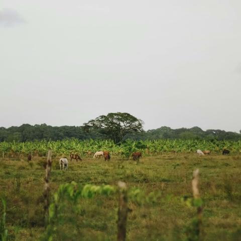 a grassy pasture with grazing horses