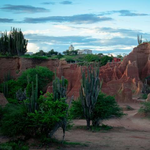 desert with cactus in Colombia