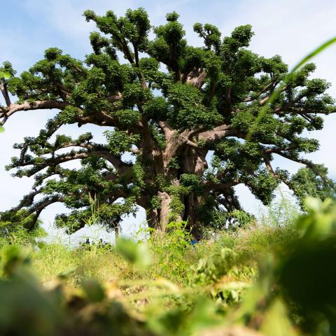 The photo captures the tree's massive, sculptural trunk and wide-spreading branches covered in dense green foliage, all set against a bright blue sky. The perspective from the ground highlights the baobab’s impressive scale and cultural significance as a symbol of resilience and life in dry landscapes.