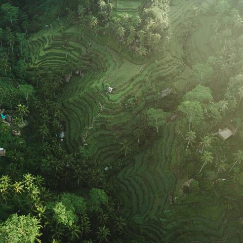  mosaic of carved rice paddies. Surrounded by dense tropical forest and tall palm trees