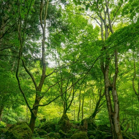 temperate forest in Japan with moss-covered rocks, typical of humid mountain ecosystems