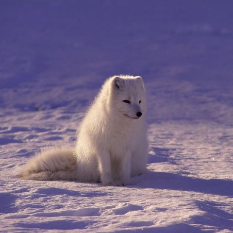 white fox sitting in the snow
