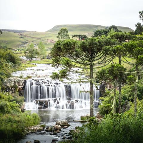 Araucaria angustifolia trees near a river with falls in Southern Brazil