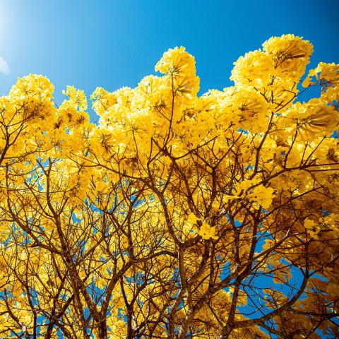 bright yellow flowers contrasting against the clear blue sky