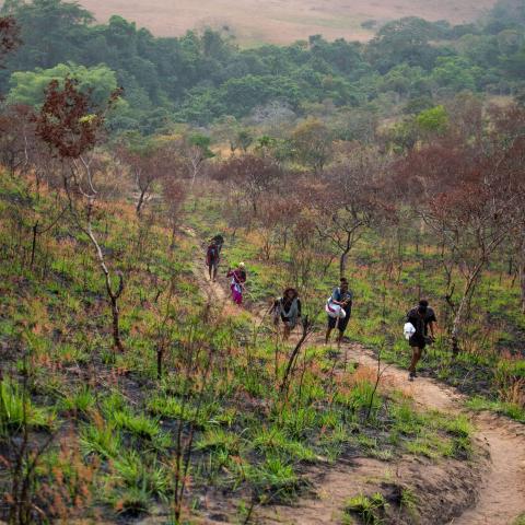 a group of people walking towards the Congo forest