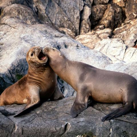 two brown sea lions resting on rocky terrain