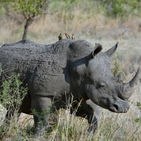 White Rhinoceros walking through dry grassland and on its back are three Red-billed Oxpeckers
