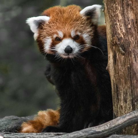 a red panda recognized by its reddish coat, bushy tail, and white facial markings