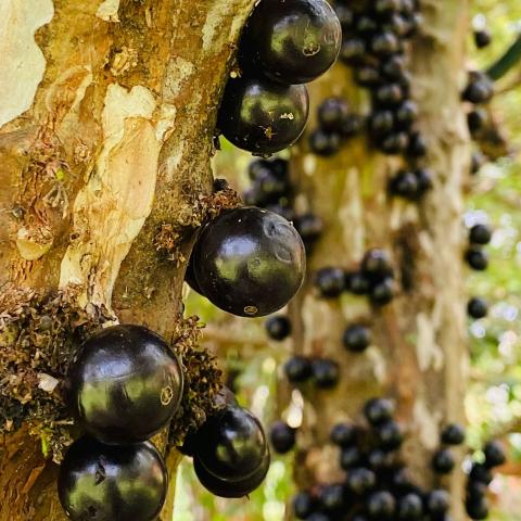 jabuticaba fruits (black) in the tree