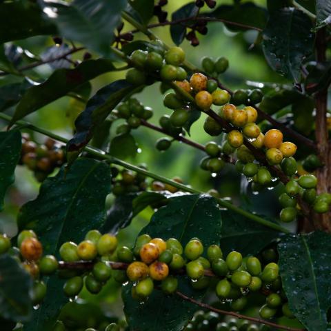 Coffee plant (Coffea arabica) growing 