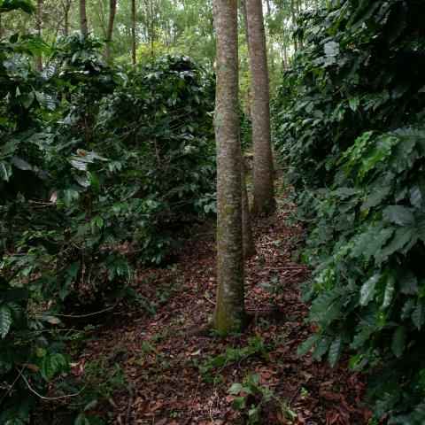agroforestry system in São Paulo, Brazil, where coffee plants (Coffea arabica) grow beneath taller native trees