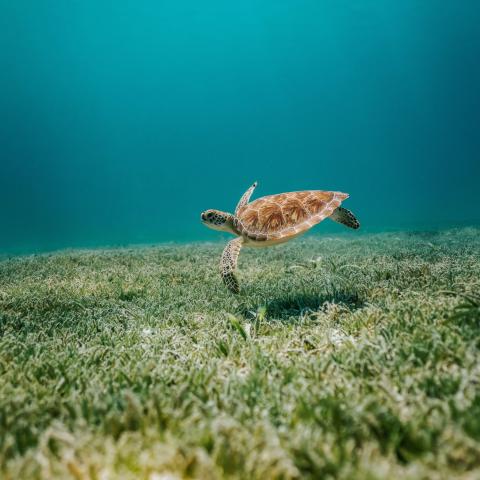 A green sea turtle glides over a seagrass meadow 