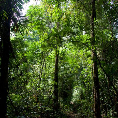 Lush greenery of the Amazon rainforest in Peru
