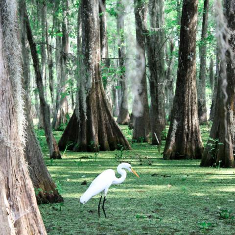 Great Egret (Ardea alba) standing among towering bald cypress trees in the wetlands 